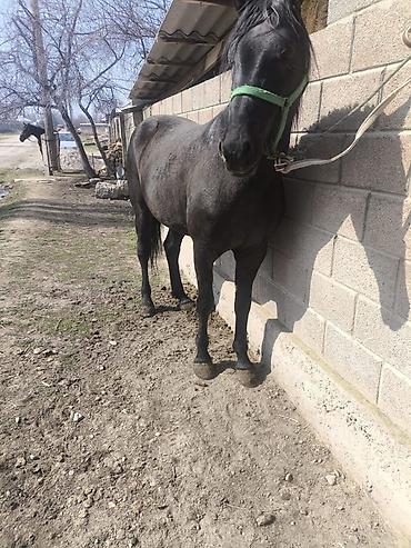 Лошади, кони: Продаю | Жеребец | Полукровка | Конный спорт — 9