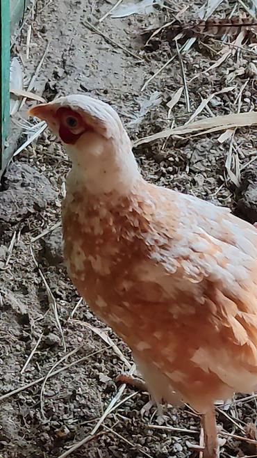 Другие с/х животные: Птицы для приусадебного хозяйства. - Утка с насыщенным тёмно‑зеленым — 11