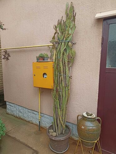 Vaze i saksije: Bоја - Zelena, Novo na lalafo.rs — 9 Vaze i saksije: Bоја - Zelena, Novo — 9