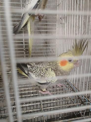 darag: Nimfa (Cockatiel) papağanları – müxtəlif rənglər - Növ: Nimfa — 3