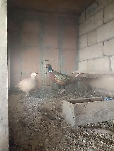 Quşlar: Qafqaz qırqovullar 1 illikdiler qiymət cütü 55 azn — 4