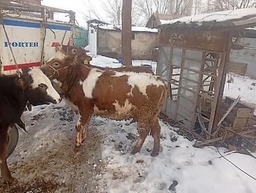 Коровы, быки: Продаю | Тёлка | Не стельные — 7