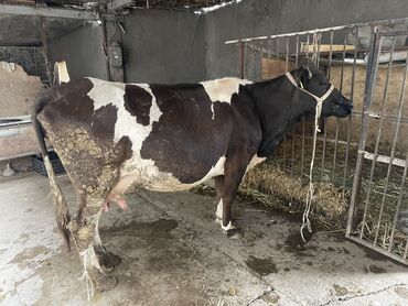 Коровы, быки: Продаю | Корова (самка) | Голштин | Для разведения, Для молока | После отела