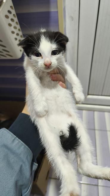 Pişiklər: Yaxşı əllərə — 9