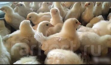 аксессуары для животных: Продаю | Цыплята | Несушки