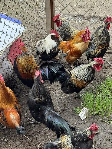 Куры, петухи: Продаю | Куры, Петух | Для разведения — 13