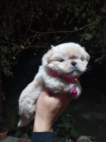 купить собаку в: Пекинес, Самка