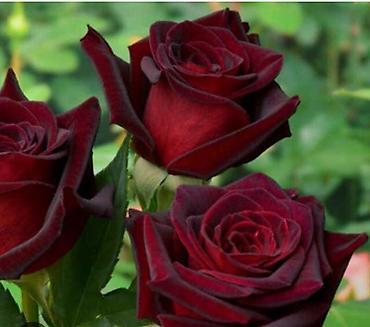 Роза: Саженцы Платная доставка — 10