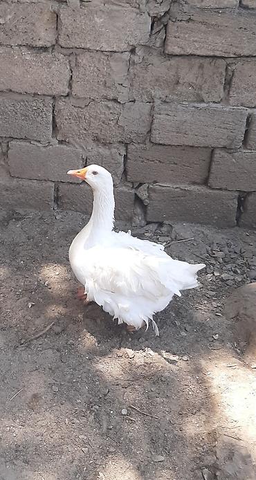 yerli qaz: Dişi, Damazlıq — 1