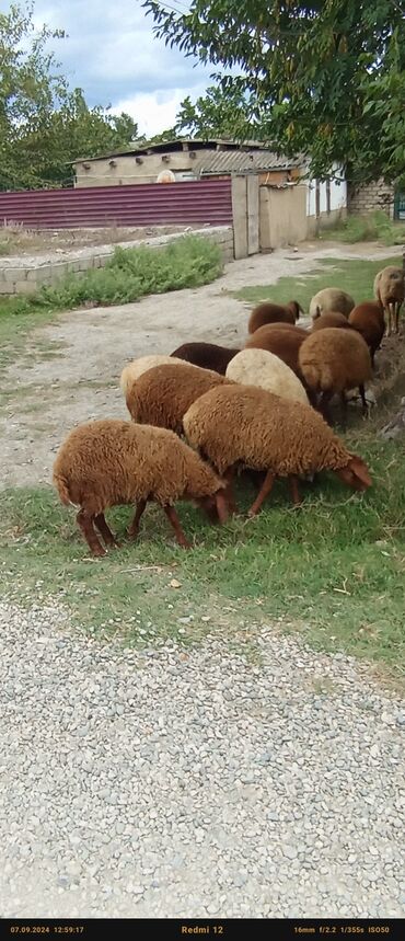 barter geyim: Assalmualekum QUSARDA olur 12 ədəddir saqlam saxlamaqı heyvanlardı 220