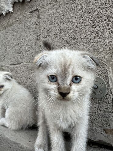 ошейник для кота: Продаю вислоухих котятна последнем фото мама