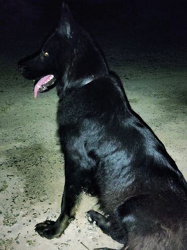 itlar: Alman çoban iti, 1 il, Dişi, Ünvandan götürmə