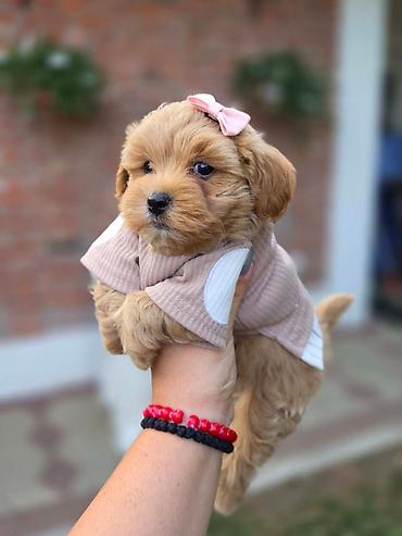 jazavicari vrste: Maltipoo nove bebe Registrovana odgajivacnica Hopy queen pudle — 1