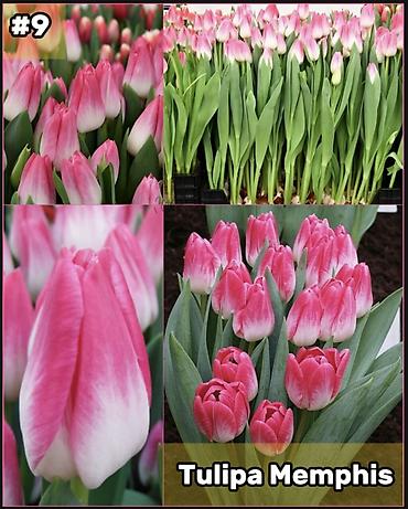 Организация мероприятий: Организация мероприятий | Букеты, флористика — 10