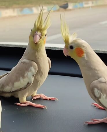 Tutuquşları: Salam bayram endi̇ri̇mləri̇ davam edi̇r . Bi̇ldi̇rmək i̇stərdi̇mki̇ — 3