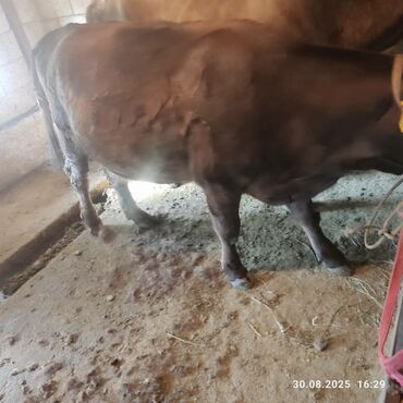 продаю музоо торпок корова самка бык самец айрширская ангус алатауская на забой для разведения на откорм племенные нетель привязанные: Крупный рогатый скот (бурёнка) коричневого окраса. - Масть