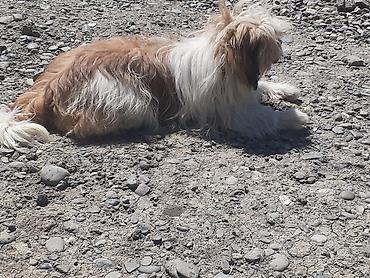 İtlər: Pekines, 5 ay, Erkek, Ödənişli çatdırılma — 5