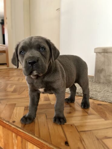 doberman na prodaju: Cane corso stenci stari 40 dana