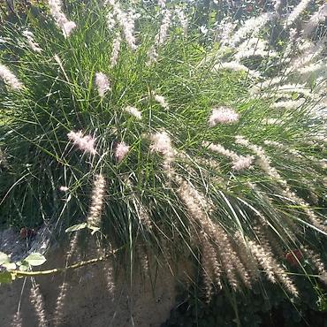 Другие садовые цветы и кустарники: Продаю разные цветы,злаковые: овсяница сизая,мискантус от 200с — 3