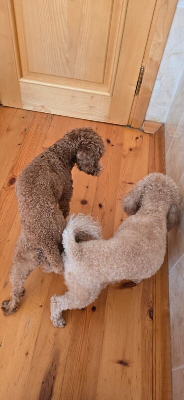 İtlər: Pudel, 1 ay, Dişi — 9