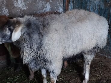 гиссарская порода овец цена: Продаю | Баран (самец) | Для разведения