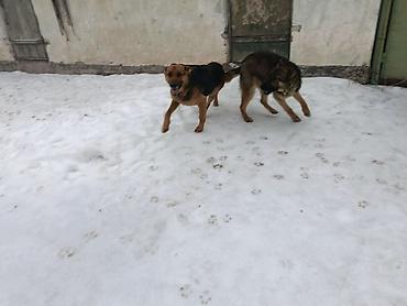 Продажа собак: Немецкая овчарка, 5 лет, Самка — 3