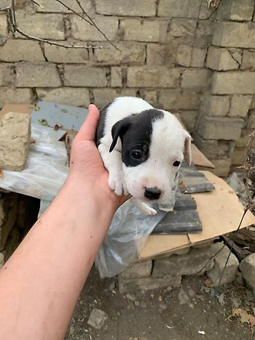 одежда для собак в баку: Amstaff/Pitbull penvendli 1 ayliq 4 dişi 4 erkek Şəkillərdə balaca — 2