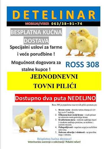 mini maltezer slike: Jednodnevni tovni pilići – Ross 308 - Rasa: Ross 308 (brojleri) - — 1
