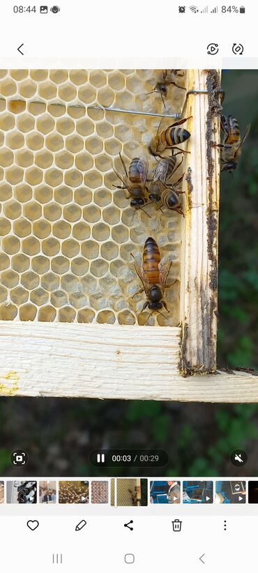 naxcivan heyvan elanlari: Tam sağlam ana arılar və arı ailəsi satılır.Ana arılar hal hazırda