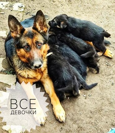 охотничьи щенки: Немецкая овчарка, 1 месяц, Самка, С прививкой
