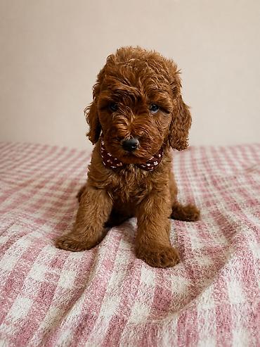 toy poodle satış: На продаже щенок карликого пуделя . 3 месяца. мальчик — 1