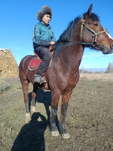 Лошади, кони: Продаю | Жеребец | Рабочий — 9