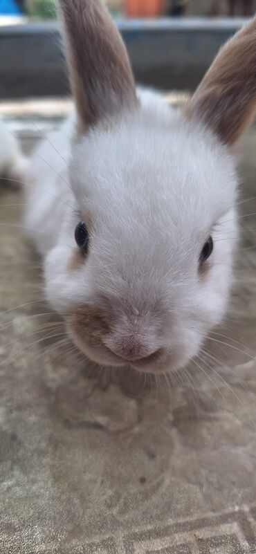 Dovşanlar: Dekorativ dovsanlar biri 15 azn — 19