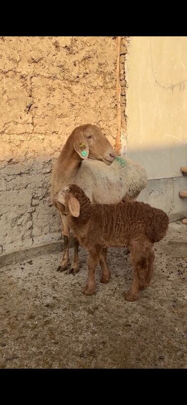 Qoyunlar, qoçlar: Qoyun ana bala ilə - Növ: Yerli cins quzu ilə ana qoyun - Ana -da lalafo.az — 1 Qoyunlar, qoçlar: Qoyun ana bala ilə - Növ: Yerli cins quzu ilə ana qoyun - Ana — 1