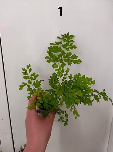 зеленый орук: 🌿 Продаю Адиантум (Венерин волос) - нежный и очень живучий! Продаю — 4