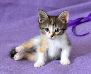 купить бурманскую кошку: Ищем ответственного ❤️ любящего ❤️ хозяина для 🐈