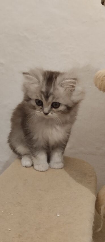 Коты: Продам Шотландских котят хайленд страйд - девочка, хайленд фолд -