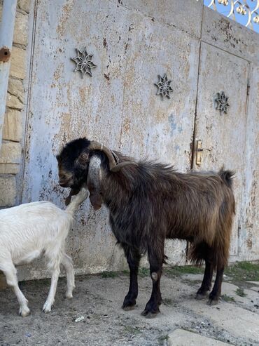 Keçi, çəpiş: Hələbdi safqan əsl saxlanmalı heyvandı, cavandı çox iri heyvandı başqa — 2