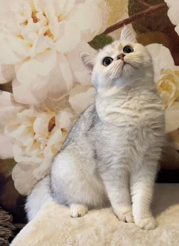 Pişiklər: Britan, Dişi, Yaxşı əllərə, Ödənişli çatdırılma — 9