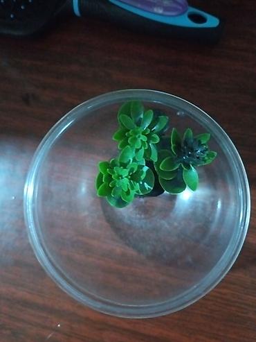 masa ortusu: Dekorativ mini sukulent kompozisiyası - Şəffaf plastik qabda — 1