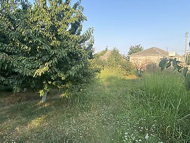 Digər tikinti materialları: 20 sot torpaq sahəsi 25 gilas agacı 11 göyçə sortu alça agacı 4 gavalı -da lalafo.az — 9 Digər tikinti materialları: 20 sot torpaq sahəsi 25 gilas agacı 11 göyçə sortu alça agacı 4 gavalı — 9