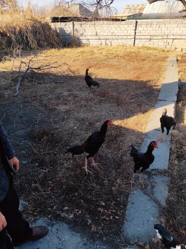 Куры, петухи: Продаю | Петух | Дакан, Бойцовая | Для разведения, Для боев — 8