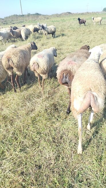 Qoyunlar, qoçlar: Dişi, il: 1, 50 kq, Damazlıq, Ünvandan götürmə — 6