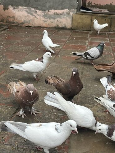 кольчатый попугай цена: Qiymet birne aidi 3nude gotren olarsa razlasariq qizgin