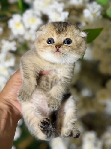 Pişiklər: Şotland uzun tüklü, Ödənişli çatdırılma — 10