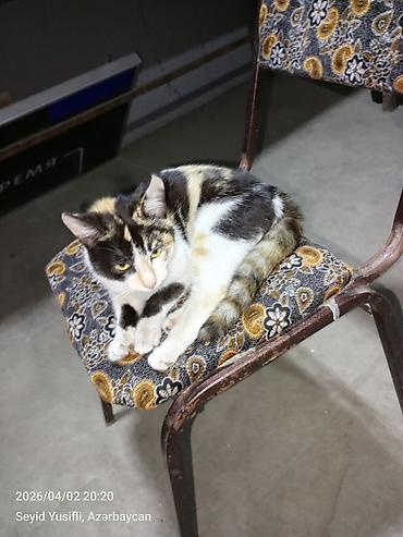 Pişiklər: Dişi, Yaxşı əllərə — 8