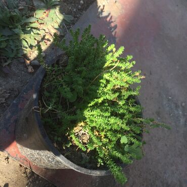 Ostale kućne biljke: Razno ne mrzne na lalafo.rs — 2 Ostale kućne biljke: Razno ne mrzne — 2