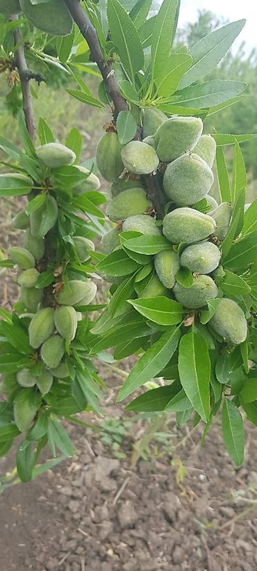 çilədağı bitkisi rus dilində: Badam bağı 8 yaşında. Şabranda 8 ha Badam bağı, ceşidi Feraduel və — 1