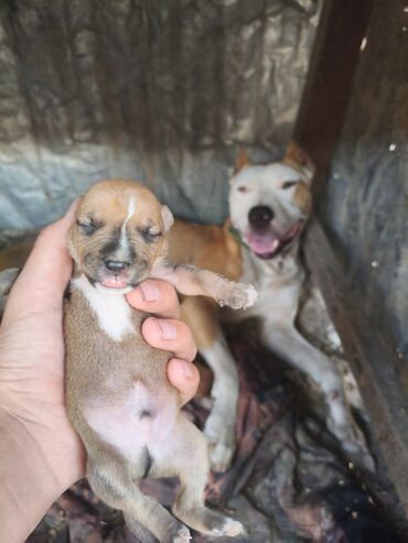 İtlər: Pitbul, 1 ay, Ünvandan götürmə, Rayonlara çatdırılma, Pulsuz çatdırılma — 9