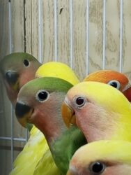 той ырлары попурри: Tutuquşu popuqay hamısı cavandır bə'ziləri yemeye özləri təzə başlayıb